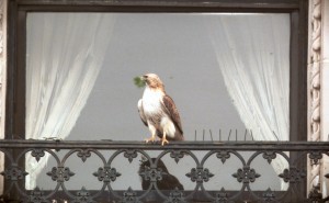 PALE MALE - still #1