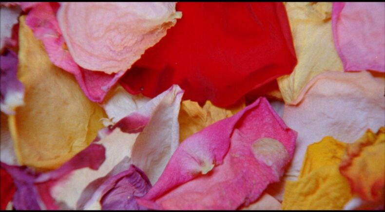 CLOUD OF PETALS - still #1