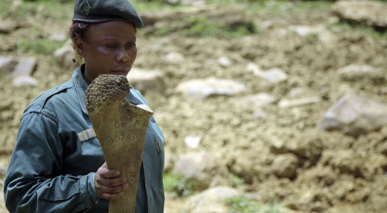 Silent Forests - still #2