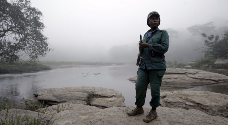 Silent Forests - still #4