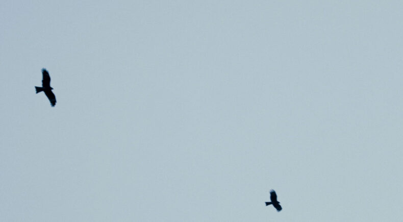 The Mountain & the Maiden - still #3