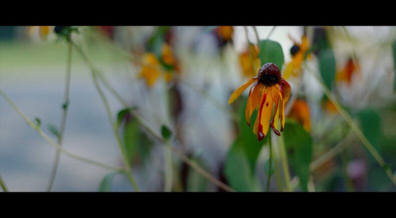 Saffron Threads - still #4