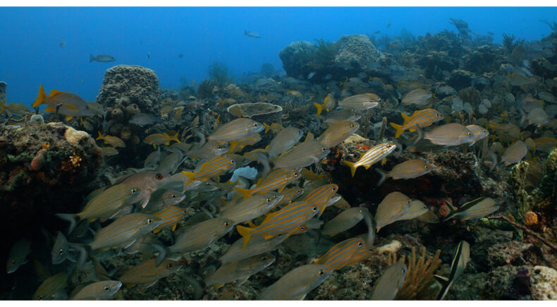 Spear, Spatula, Submarine: Floridians Fight to Take Back Their Waters - still #1