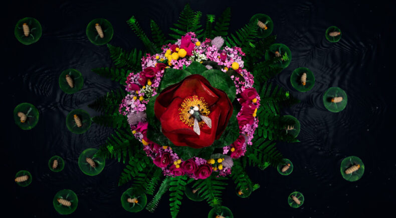 The Nectar Instead - still #2