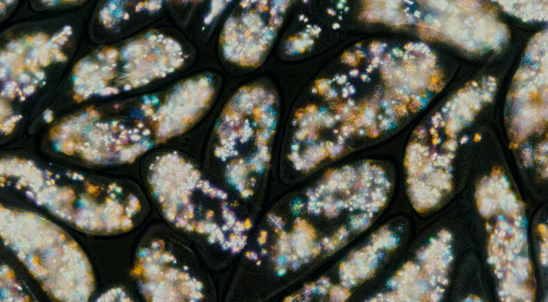 A Body Called Life - still #4