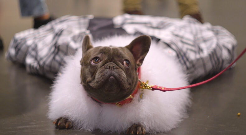 Dogs Are People Too: A four-legged civil rights movement - still #2