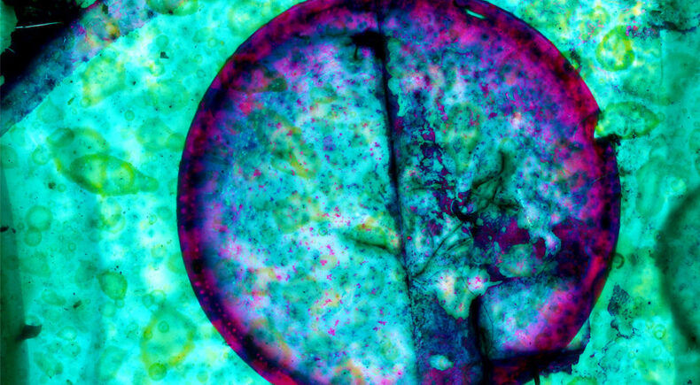 Parangolé - still #1