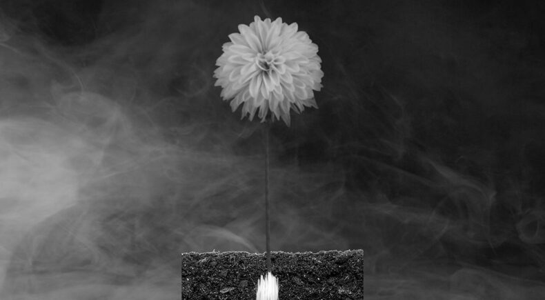 Blossom of Choice - still #2