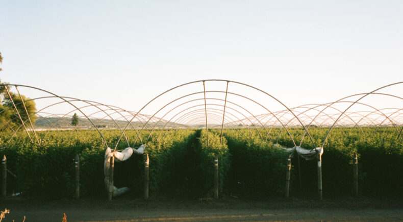 Dear Watsonville - still #4